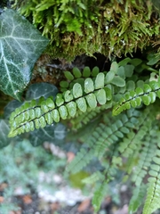 Asplenium trichomanes