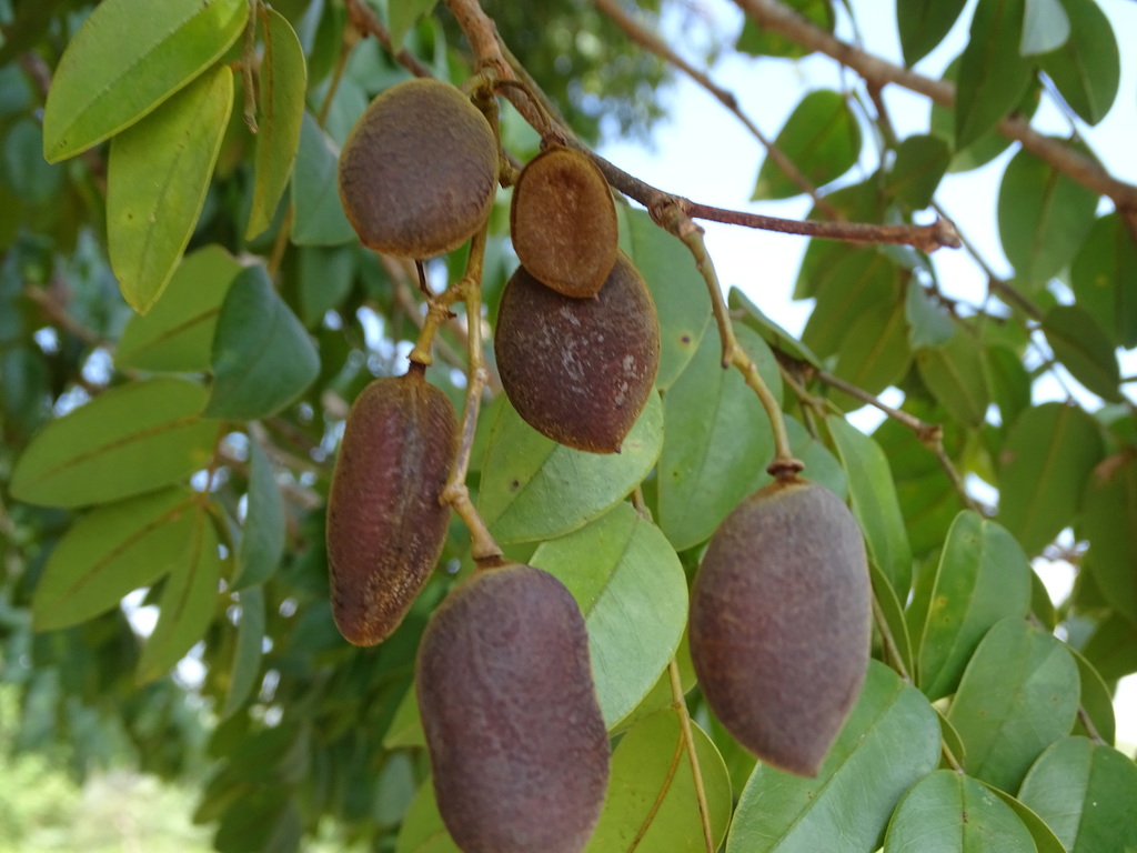 Kalahari Podberry