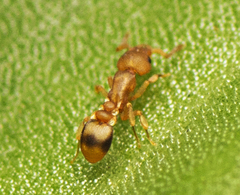 Colobostruma biconvexa