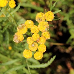 Rhopalomyia tanaceticola