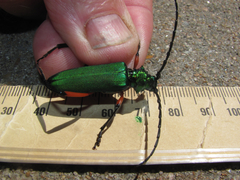 Plinthocoelium suaveolens