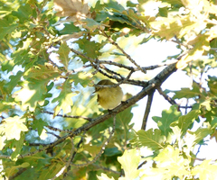 Phylloscopus collybita