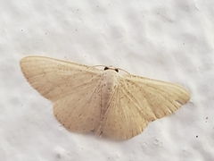 Scopula legrandi