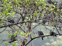 Columba pulchricollis