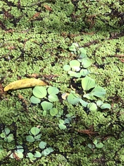 Pistia stratiotes image