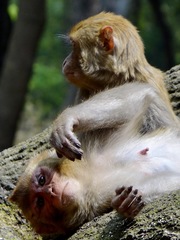 Macaca mulatta
