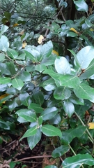 Laurus azorica