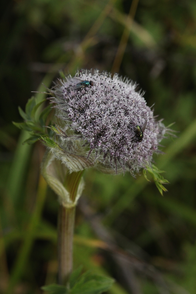 Sajanella monstrosa