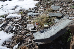 Fritillaria stenanthera