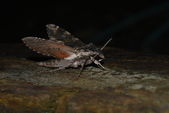 Erinnyis oenotrus