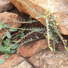 Phyllanthus parvulus
