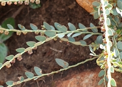 Phyllanthus parvulus