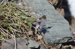 Fritillaria stenanthera