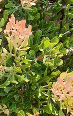 Searsia magalismontana magalismontana