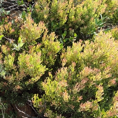 Searsia magalismontana magalismontana