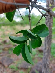 Strychnos cocculoides