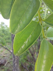 Strychnos cocculoides