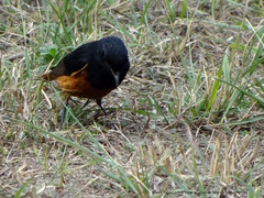 Phoenicurus ochruros rufiventris