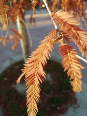 Taxodium distichum
