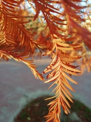 Taxodium distichum