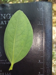 Strychnos cocculoides