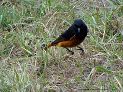 Phoenicurus ochruros rufiventris