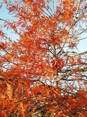 Taxodium distichum