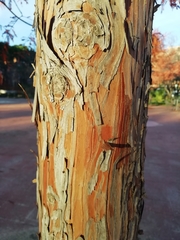 Taxodium distichum