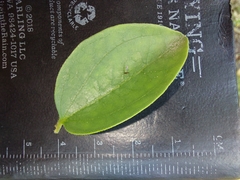 Strychnos cocculoides