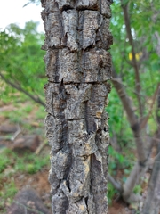 Strychnos cocculoides