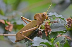 Antiphon acropyrinon