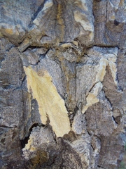 Strychnos cocculoides