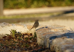 Phoenicurus ochruros