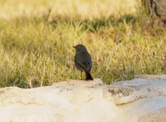 Phoenicurus ochruros