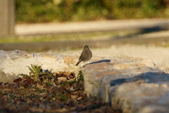 Phoenicurus ochruros