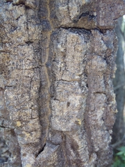 Strychnos cocculoides