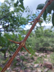 Strychnos cocculoides