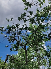 Strychnos cocculoides