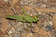 Terpandrus endota