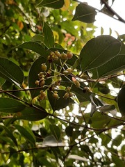 Syzygium formosanum