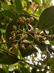 Syzygium formosanum