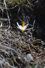 Crocus alatavicus