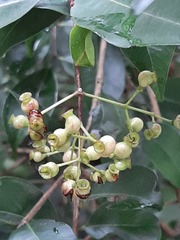Syzygium formosanum