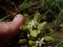 Asclepias cultriformis