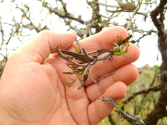 Tripodanthus flagellaris