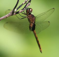 Tauriphila australis