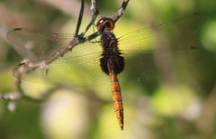 Tauriphila australis