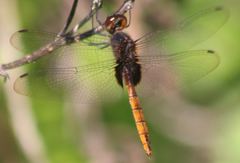 Tauriphila australis