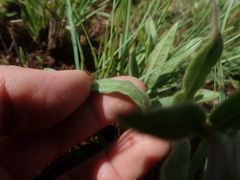 Asclepias cultriformis