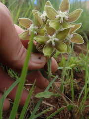 Asclepias cultriformis